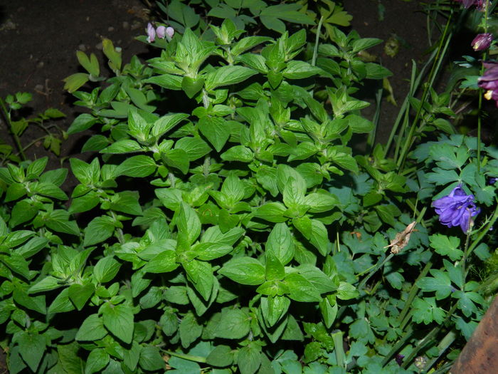 DSCN7795 sovarv-oregano