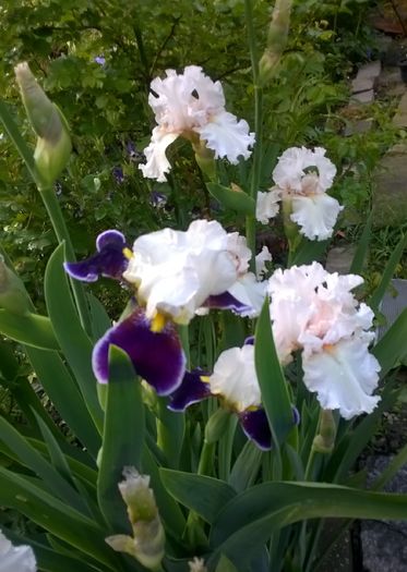 WP_20160506_039