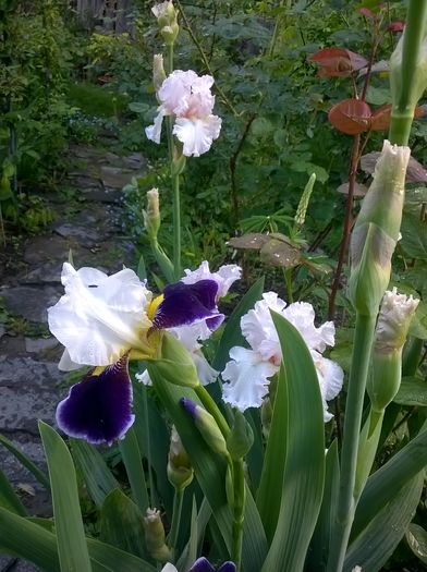 WP_20160506_040