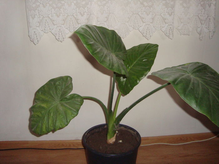 008; colocasia
