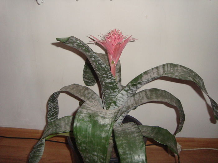 aechmea - Florile mele de camera