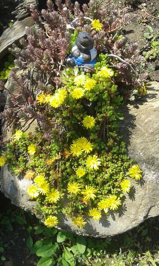 105 - GRADINA MEA inceputuri