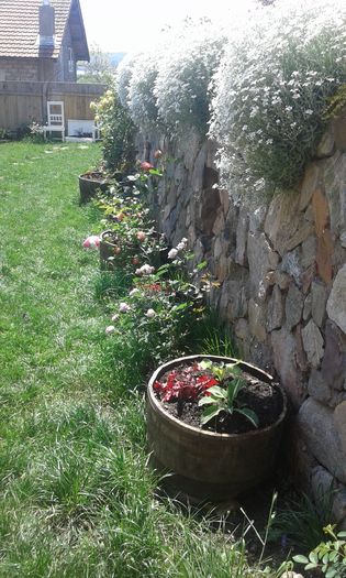 091 - GRADINA MEA inceputuri