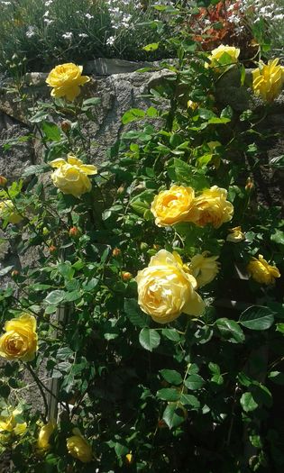 005 - GRADINA MEA inceputuri