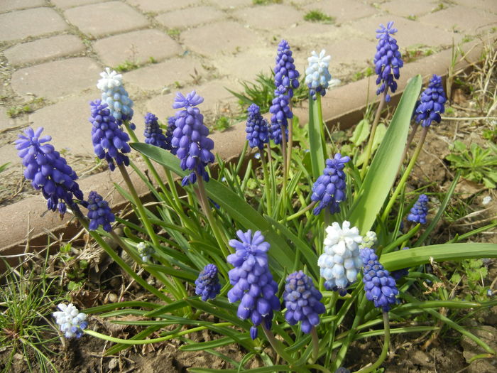 Armeniacum & Peppermint (2015, Apr.15) - MUSCARI Grape Hyacinths