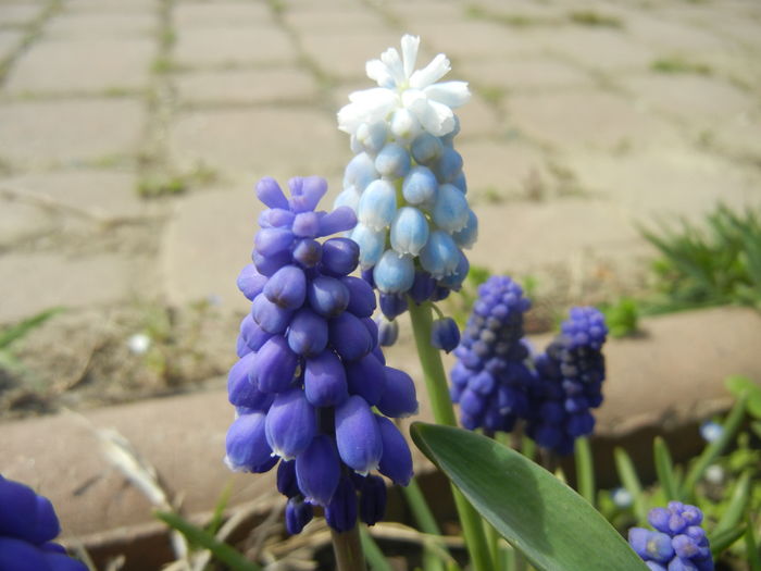 Armeniacum & Peppermint (2015, Apr.15) - MUSCARI Grape Hyacinths