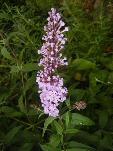 Buddleja davidii Purple (2015, Jul.10) - Buddleja Purple