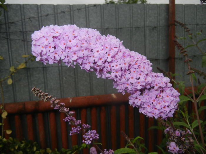 Buddleja davidii Purple (2015, Jul.10)