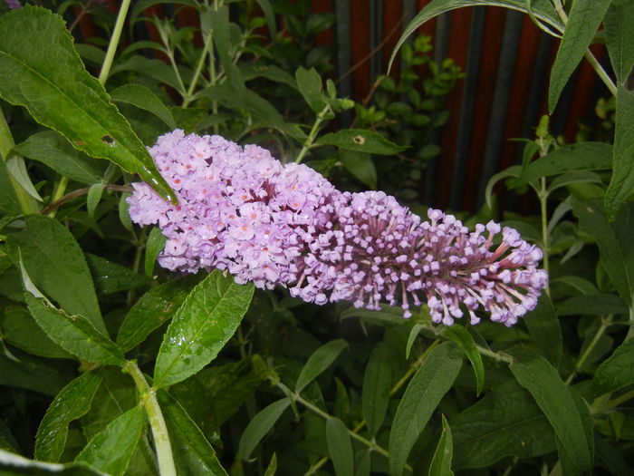 Buddleja davidii Purple (2015, Jul.10)