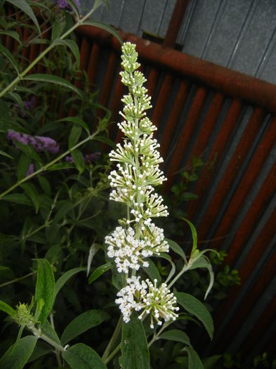 Buddleja davidii White (2015, Jul.10)