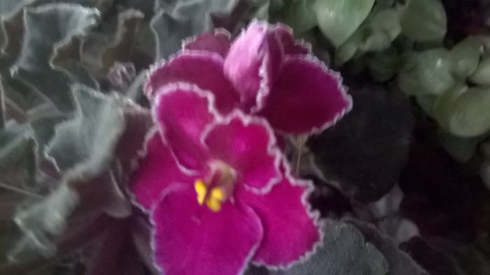 WP_20151104_16_41_33_Pro - violetele mele