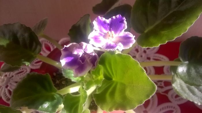 WP_20151201_11_18_53_Pro - violetele mele