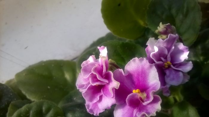 WP_20151210_12_34_46_Pro - violetele mele