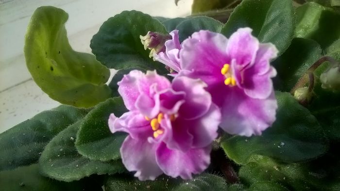 WP_20151210_12_36_46_Pro - violetele mele