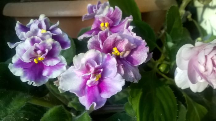 WP_20151228_14_42_25_Pro - violetele mele