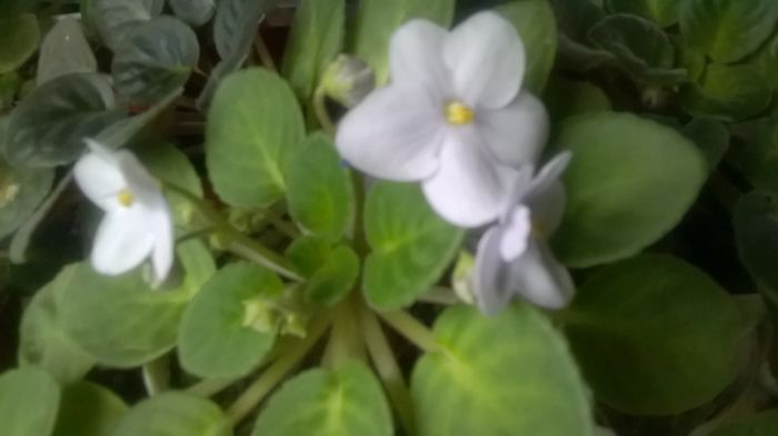 WP_20160328_18_47_56_Pro - violetele mele