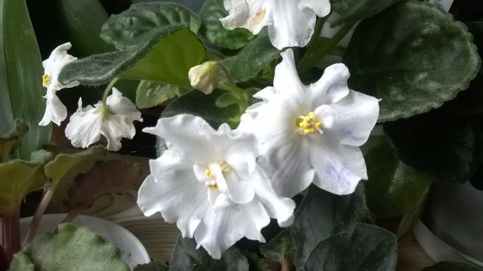 WP_20160412_17_27_58_Pro