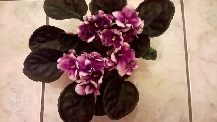 WP_20160413_20_47_00_Pro