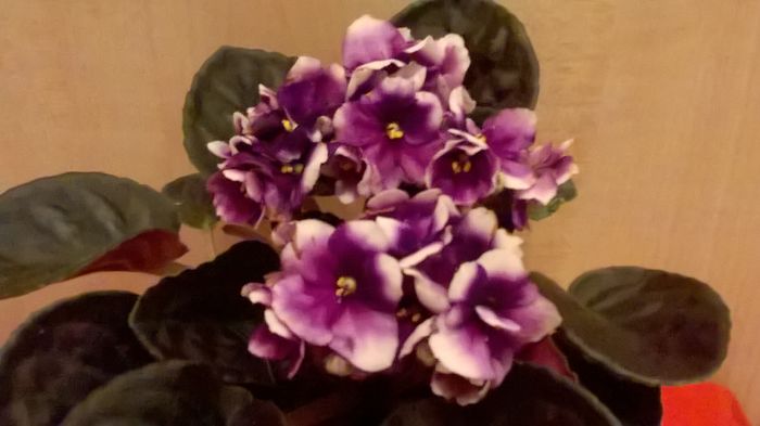 WP_20160413_20_48_05_Pro