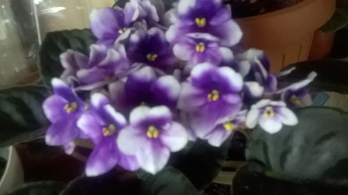 WP_20160420_10_35_16_Pro