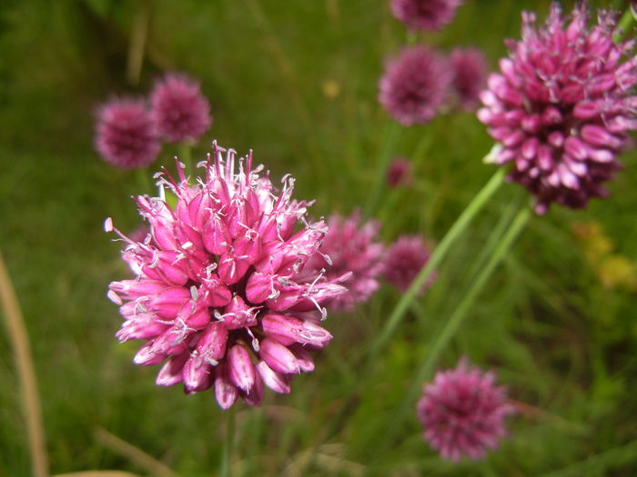 Allium sphaerocephalon (2015, July 01)