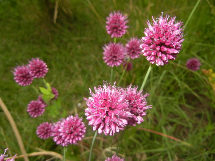 Allium sphaerocephalon (2015, July 01) - Allium sphaerocephalon