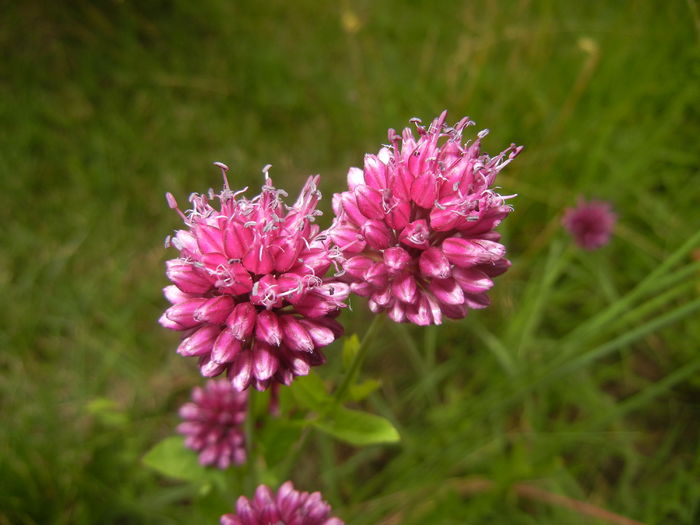 Allium sphaerocephalon (2015, July 01) - Allium sphaerocephalon