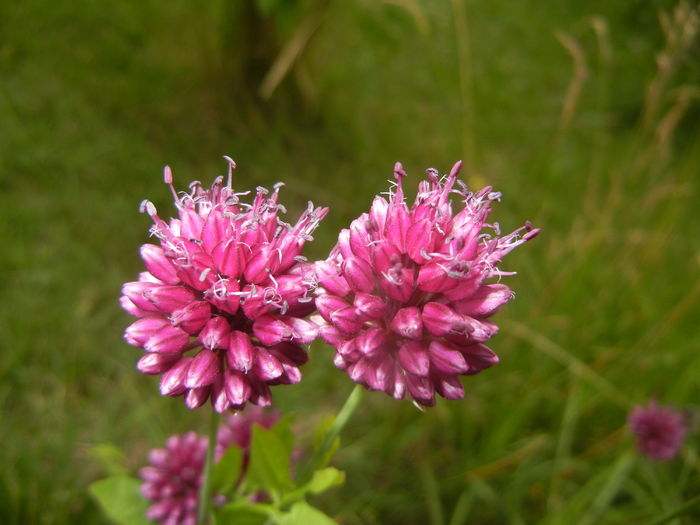 Allium sphaerocephalon (2015, July 01)