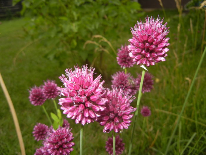 Allium sphaerocephalon (2015, July 01) - Allium sphaerocephalon