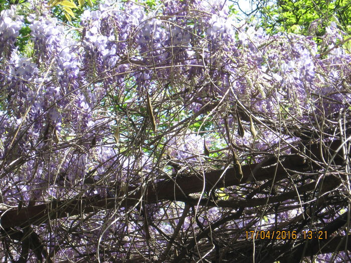 In parc a inflorit... - Glicina-Wisteria