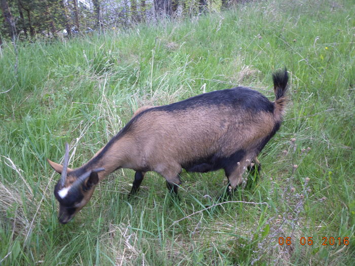 Ieduta metis de la Cezar si Carpatina Steluta - URMASII LUI CEZAR