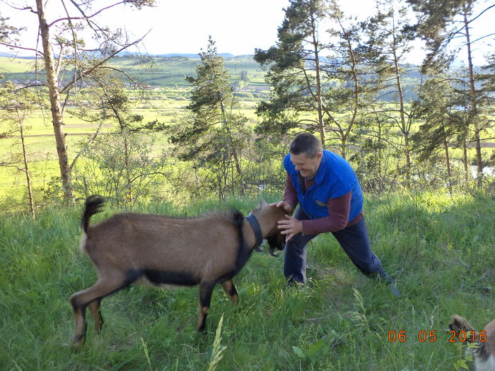 chef de joaca la Ghita - URMASII LUI CEZAR
