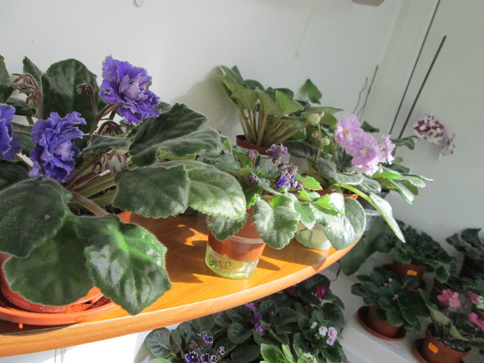 IMG_5051 - GRUP VIOLETE