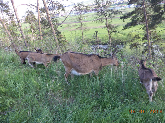 DSC00067 - URMASII LUI CEZAR