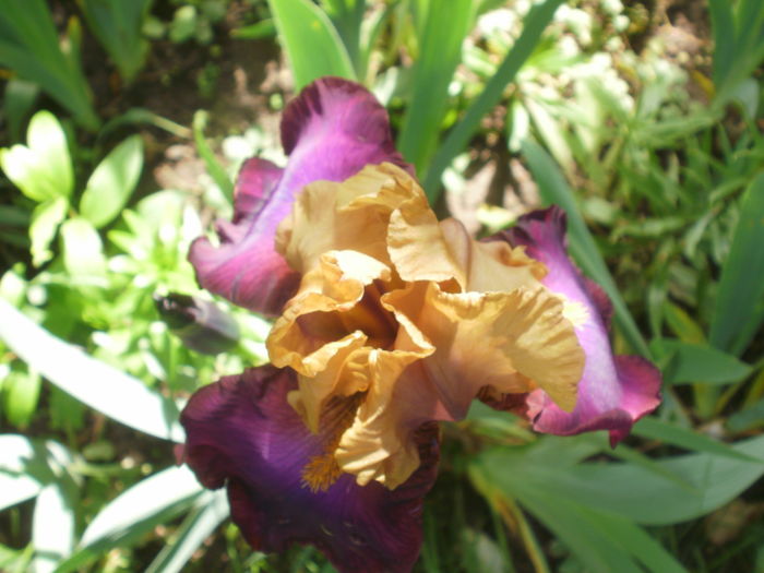 `Gala Madrid` - Iris  2016