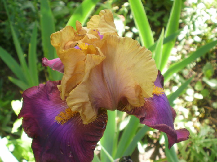 `Gala Madrid` - Iris  2016