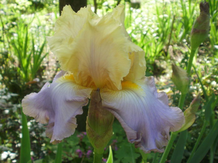 `Lullaby of Spring` - Iris  2016