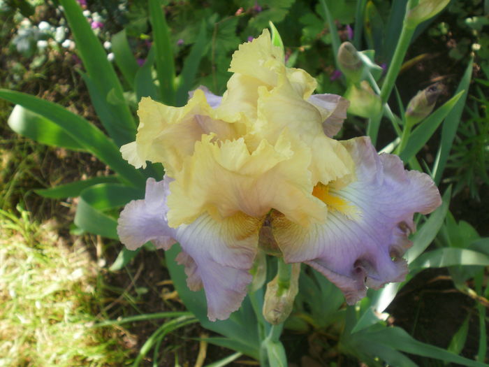 `Lullaby of Spring` - Iris  2016