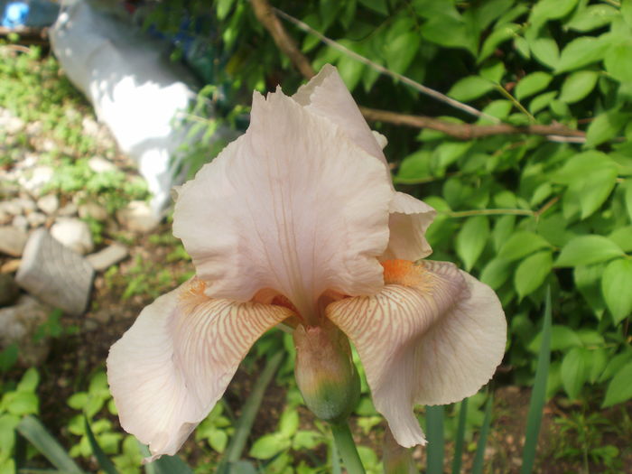 ? - Iris  2016