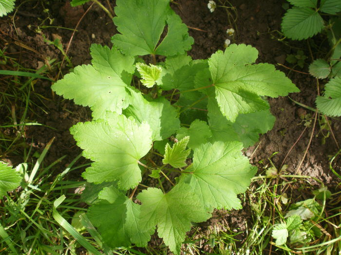  - Arbusti fructiferi