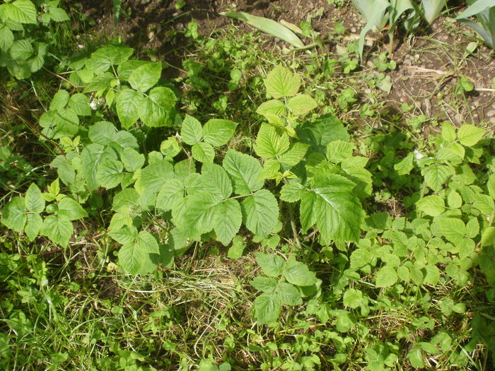 Rubus idaeus - rosu