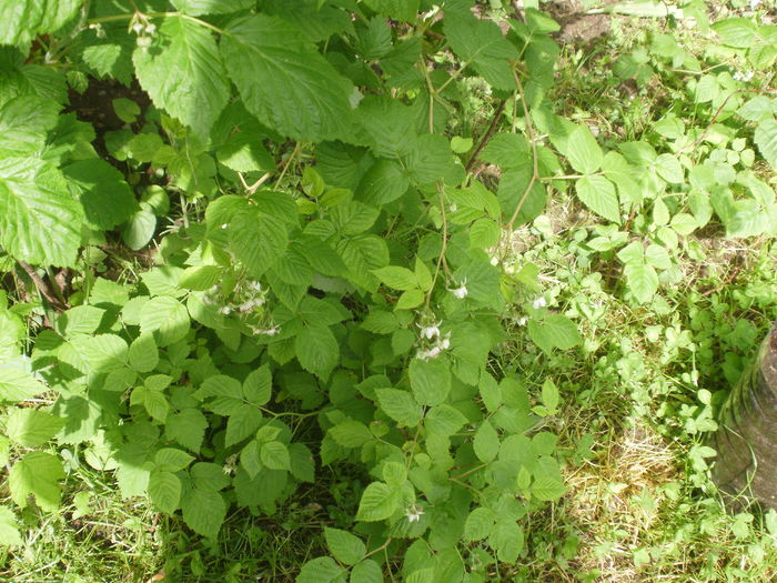 Rubus idaeus - rosu