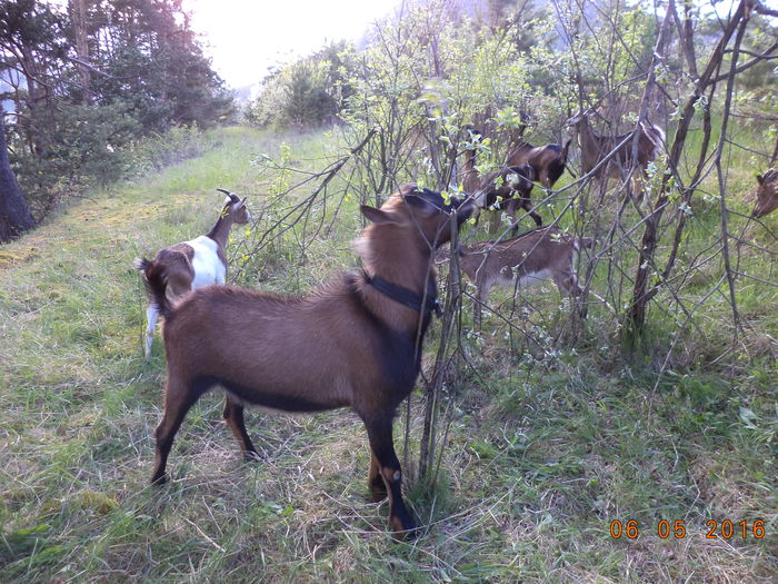 DSC00097 - URMASII LUI CEZAR