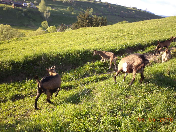 la soare pe deal Calimanel