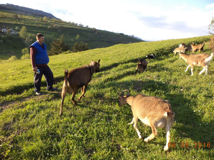 S-au saturat si mergem spre  grajd