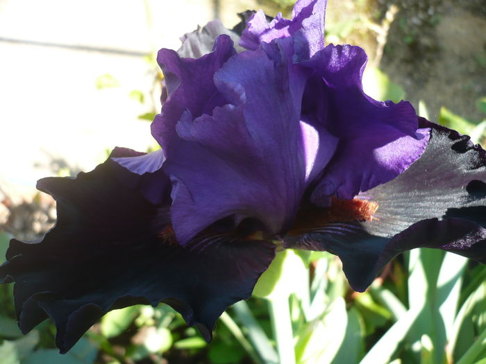 P1260355 - GRADINA 2016-1