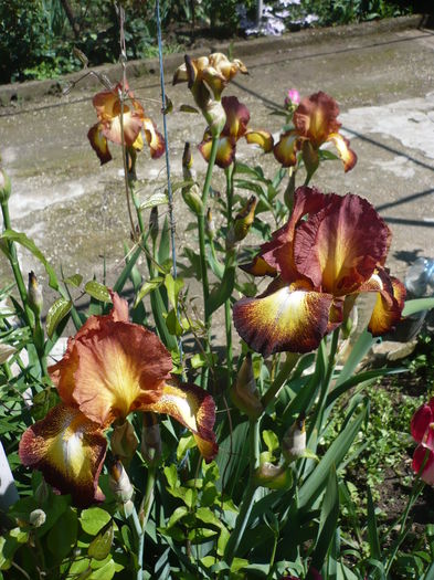 P1260357 - GRADINA 2016-1