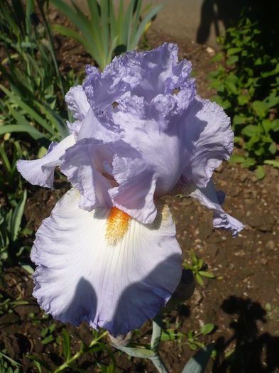 P1260366 - GRADINA 2016-1