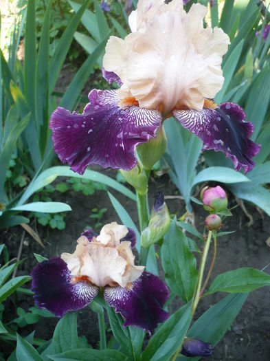 WENCH - GRADINA 2016-1