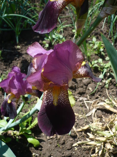 P1260381 - GRADINA 2016-1